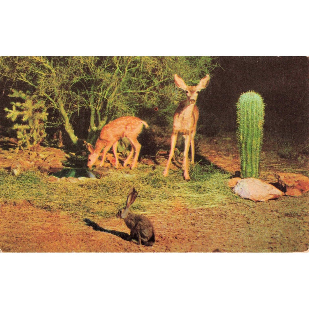 Vintage Petley Color Card Wild Deer and Jackrabbit Desert Night Postcard K146 - Picture 1 of 2